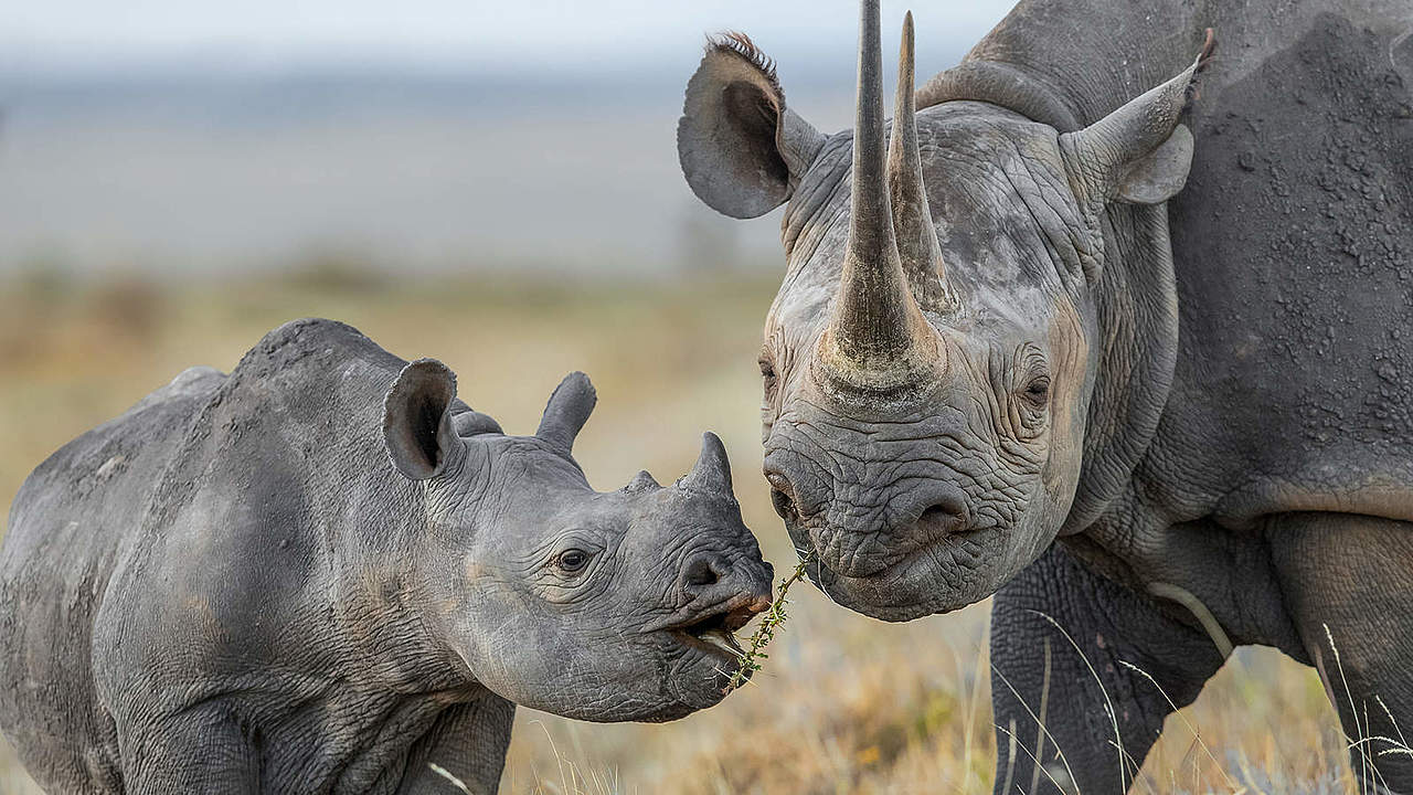 Nashörner © naturepl.com / Will Burrard-Lucas / WWF