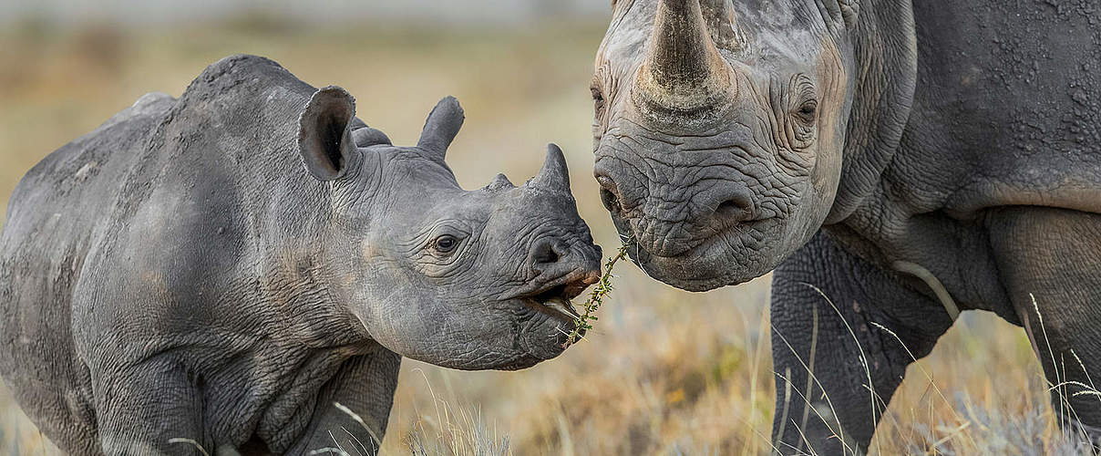 Nashörner © naturepl.com / Will Burrard-Lucas / WWF