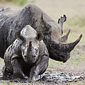 Spitzmaulnashorn mit Jungem in Kenia © naturepl.com / Denis Huot / WWF