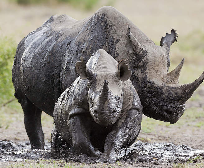 Spitzmaulnashorn mit Jungem in Kenia © naturepl.com / Denis Huot / WWF