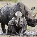 Spitzmaulnashorn mit Jungem in Kenia © naturepl.com / Denis Huot / WWF