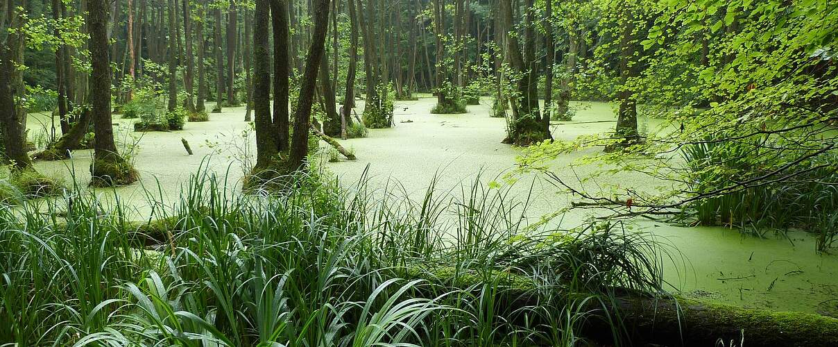 Erlenbruchwald in der Uckermark © Thomas Neumann / WWF