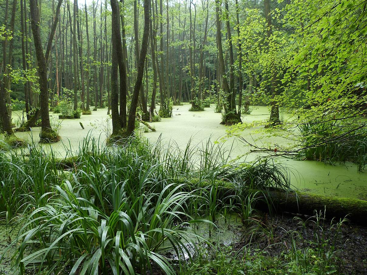 Erlenbruchwald in der Uckermark © Thomas Neumann / WWF