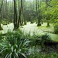 Erlenbruchwald in der Uckermark © Thomas Neumann / WWF