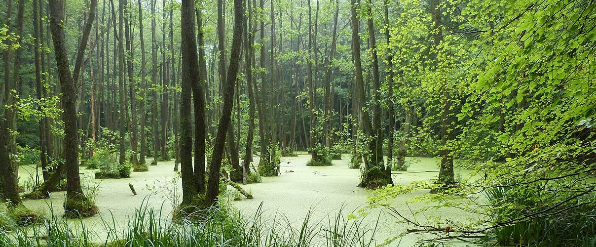 Erlenbruchwald in der Uckermark © Thomas Neumann / WWF