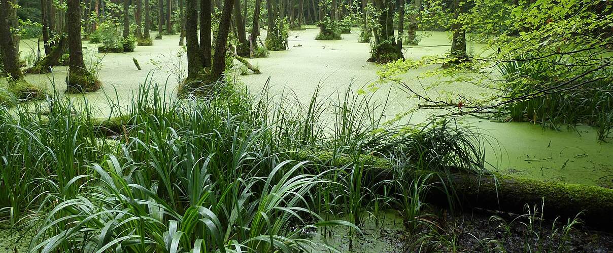 Erlenbruchwald in der Uckermark © Thomas Neumann / WWF