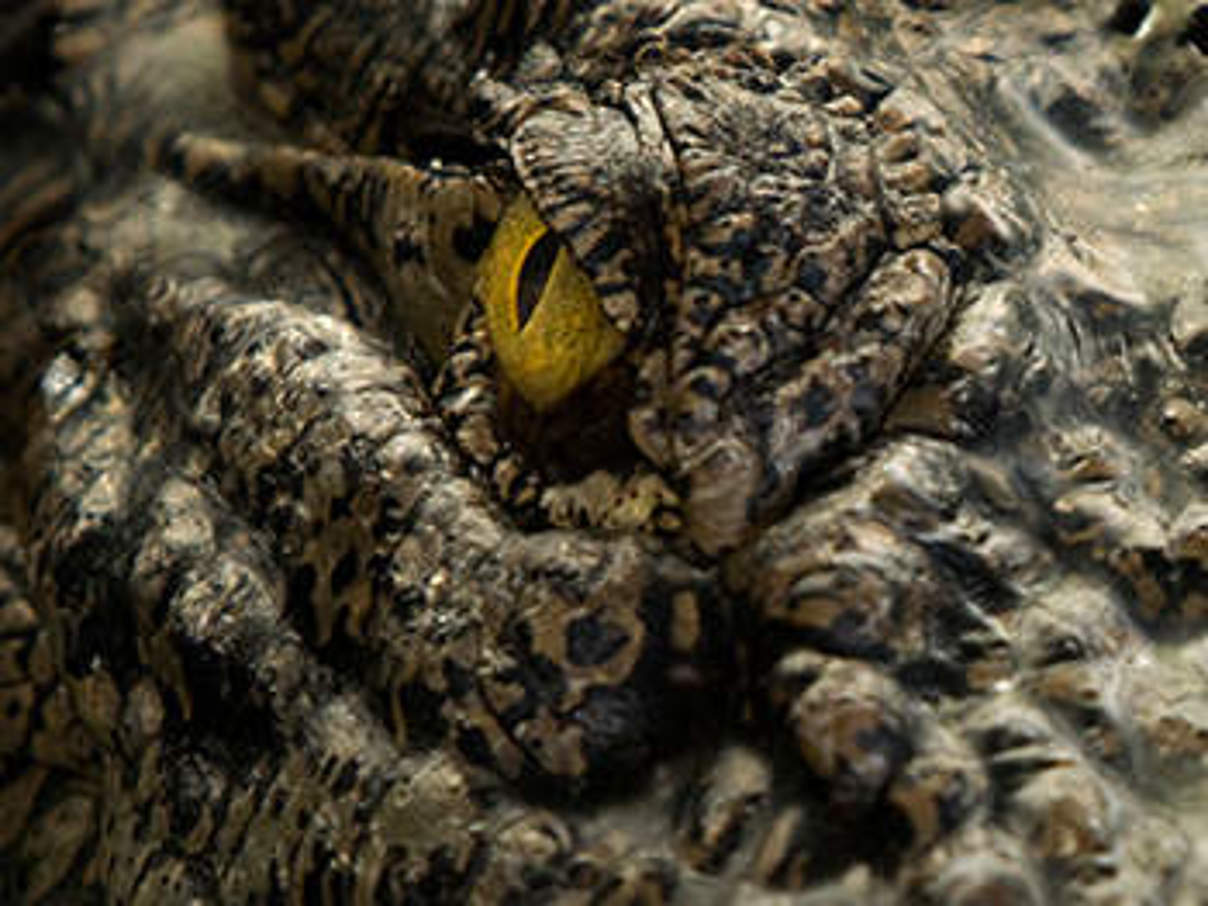 Leistenkrokodil. © naturepl.com / Edwin Giesbers / WWF-Canon