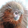 Schnurrender Affe (Callicebus caquetensis) © Javier Garcia