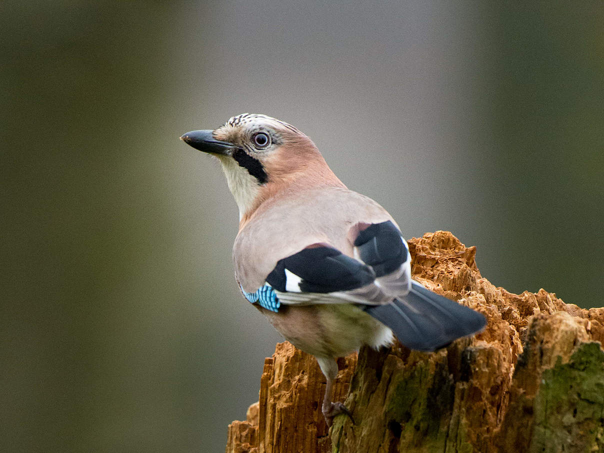 Eichelhäher im Wald © Ralph Frank / WWF