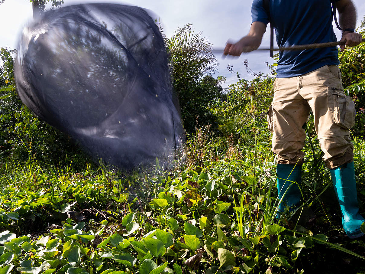 Expedition Salonga: Schmetterlingsnetz © Michiel van Noppen / WWF