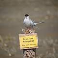 Küstenseeschwalbe im Nationalpark Wattenmeer © Hans-Ulrich Rösner / WWF