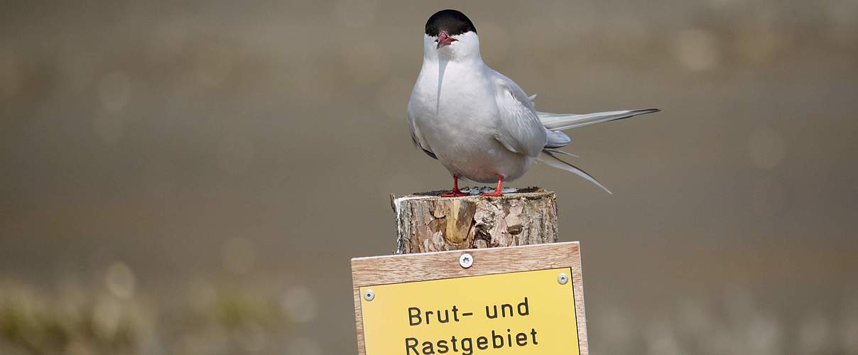 Küstenseeschwalbe im Nationalpark Wattenmeer © Hans-Ulrich Rösner / WWF