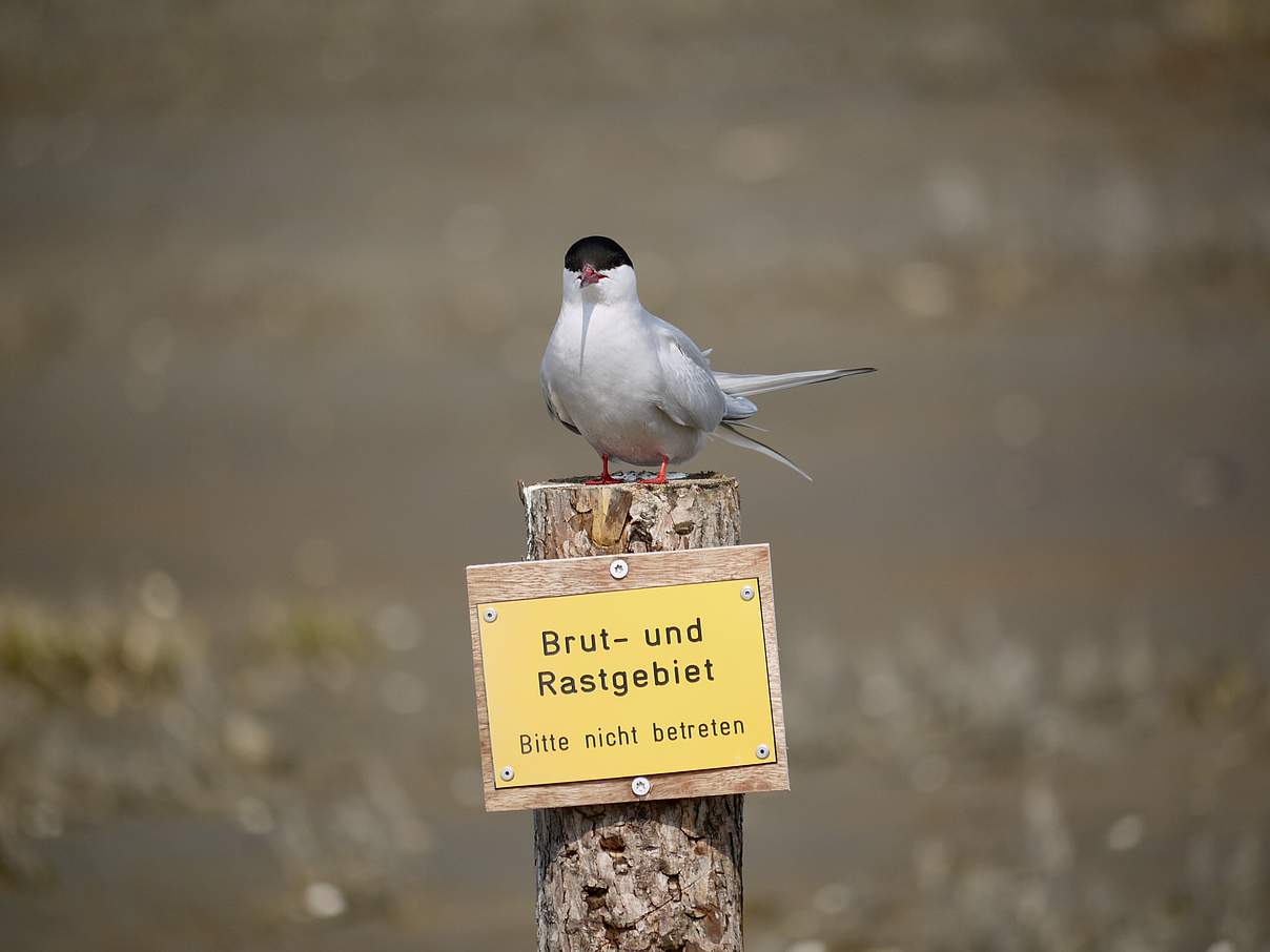 Küstenseeschwalbe im Nationalpark Wattenmeer © Hans-Ulrich Rösner / WWF