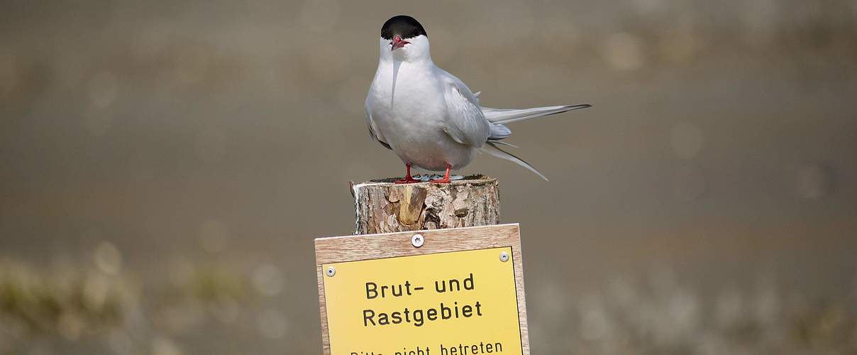 Küstenseeschwalbe im Nationalpark Wattenmeer © Hans-Ulrich Rösner / WWF