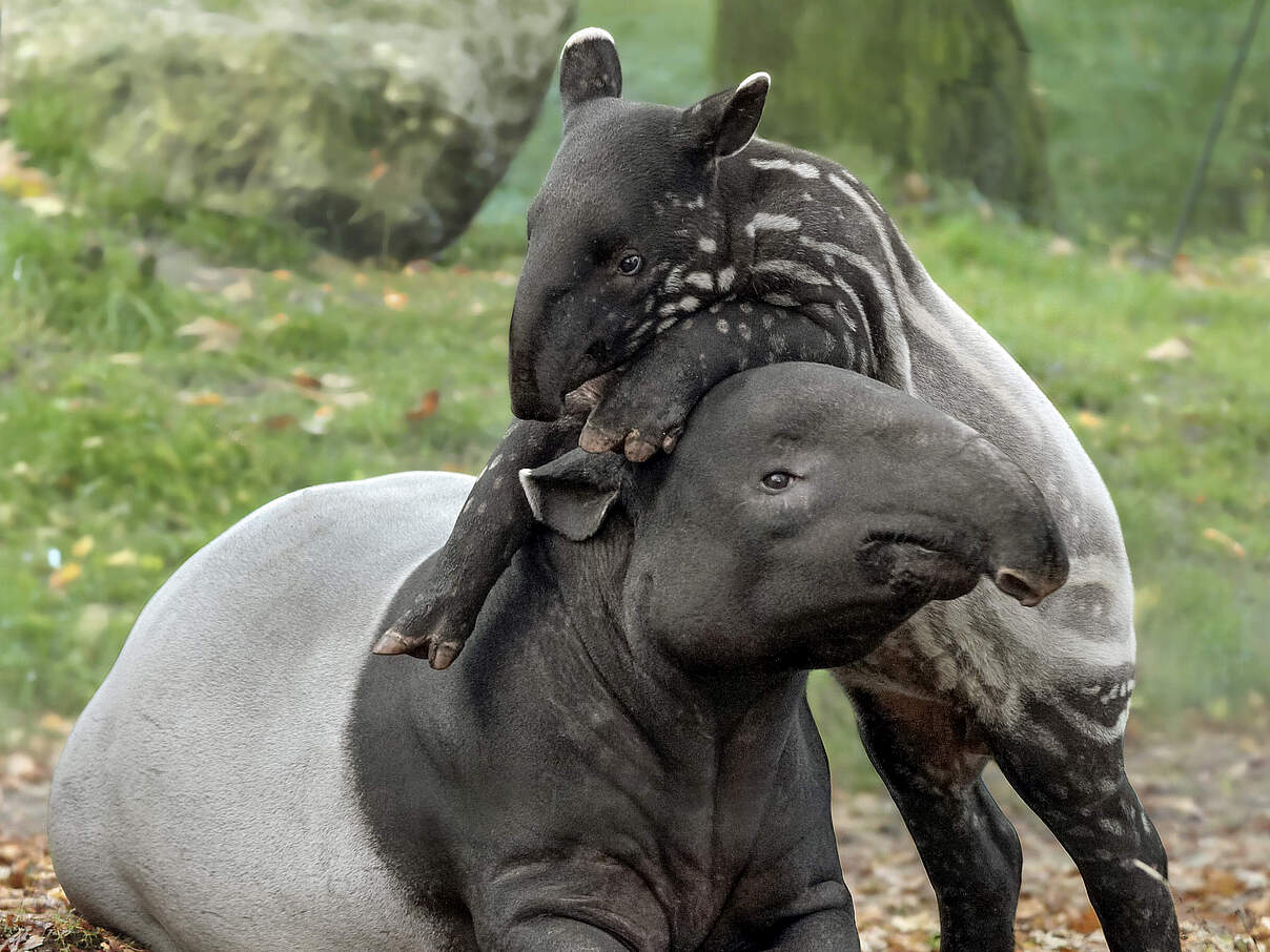 Tapir 