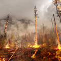 Waldbrand in Deutschland