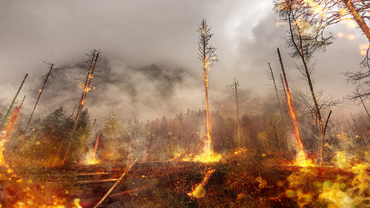 Waldbrand in Deutschland