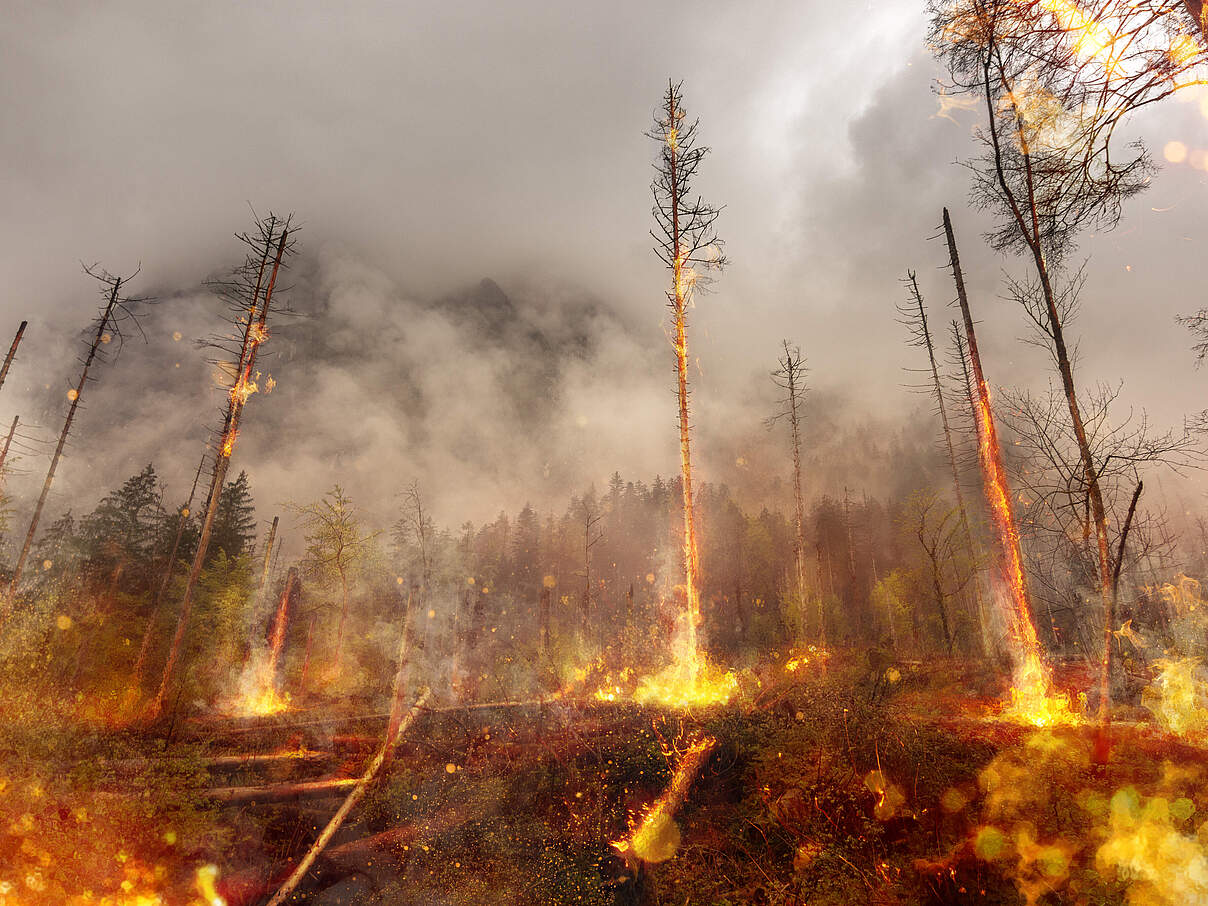 Waldbrand in Deutschland