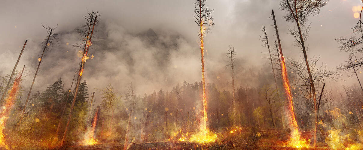 Waldbrand in Deutschland