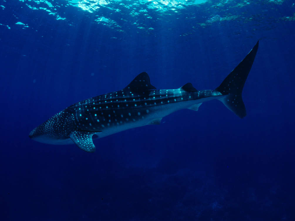 Walhai im Pazifik © Jürgen Freund / WWF