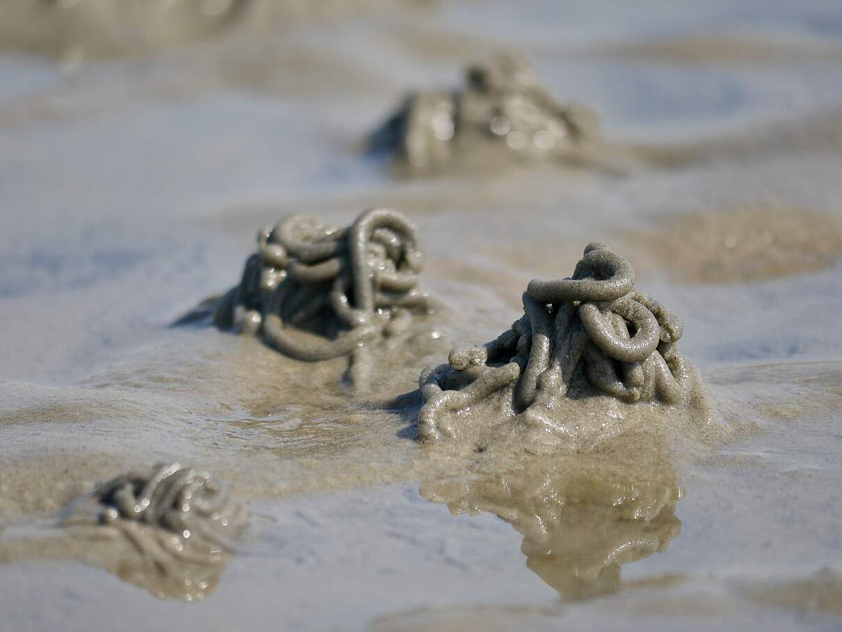 Typische Wattwurm-Haufen im Wattenmeer © Hans-Ulrich Rösner