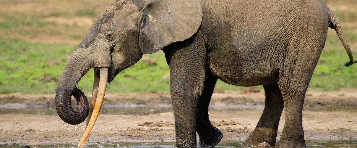 Afrikanischer Waldelefant im Schlamm © Carlos Drews / WWF