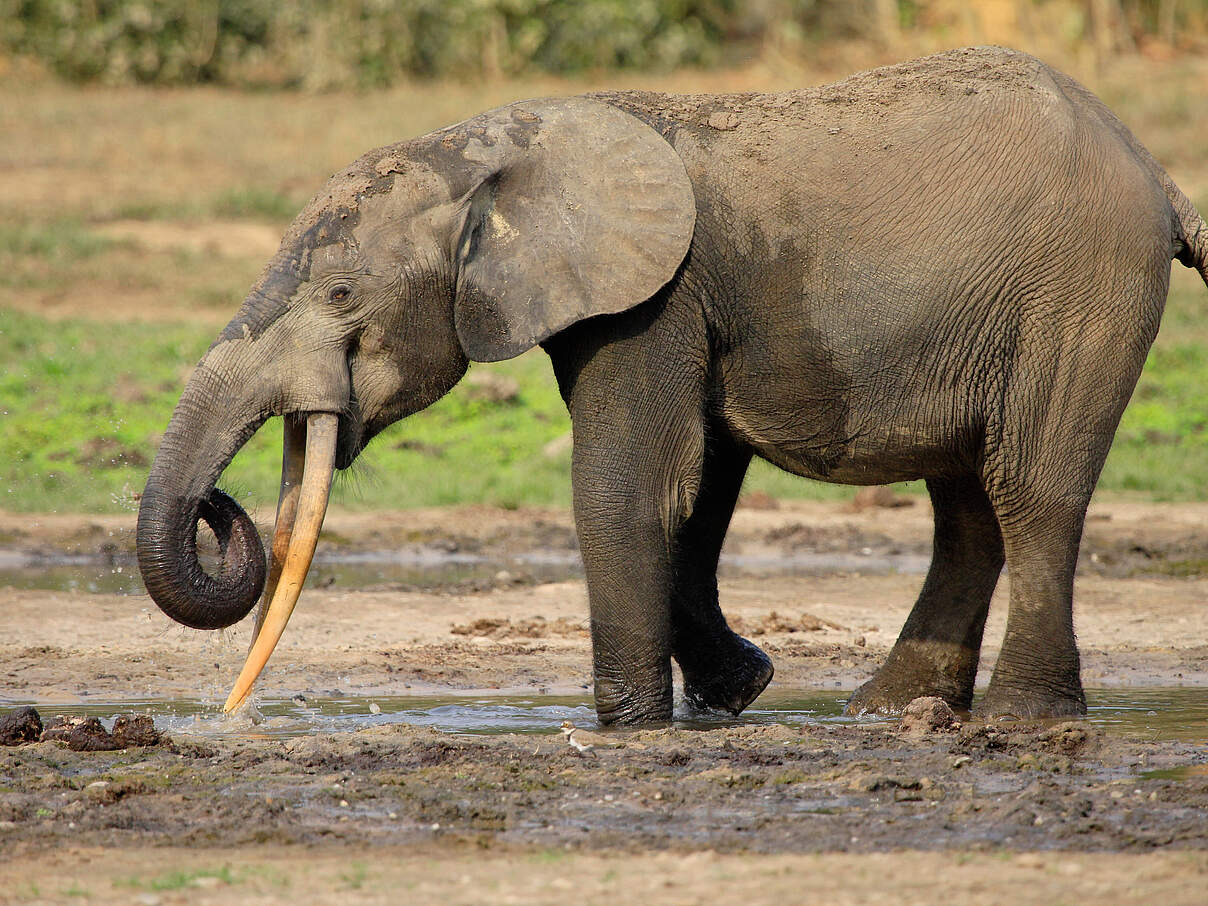 Afrikanischer Waldelefant im Schlamm © Carlos Drews / WWF