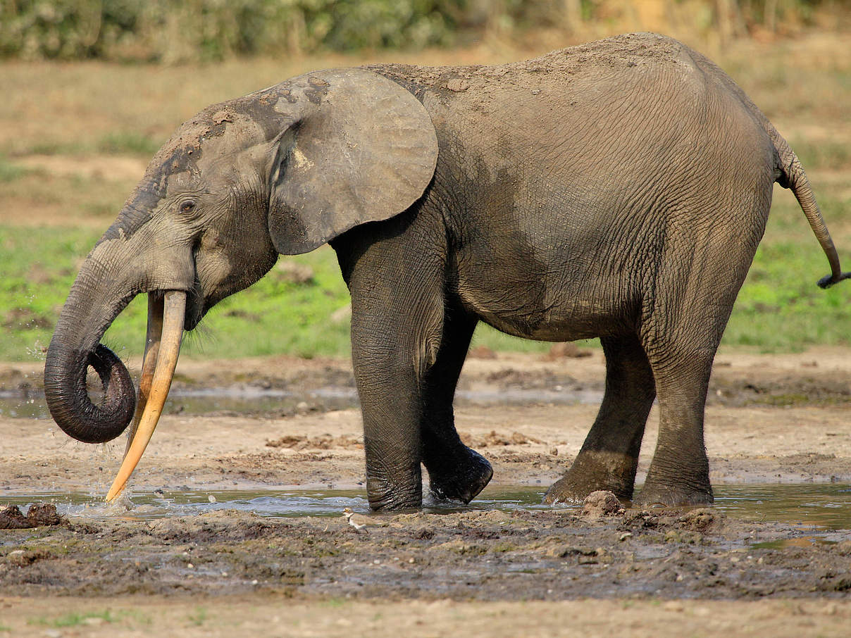 Afrikanischer Waldelefant im Schlamm © Carlos Drews / WWF