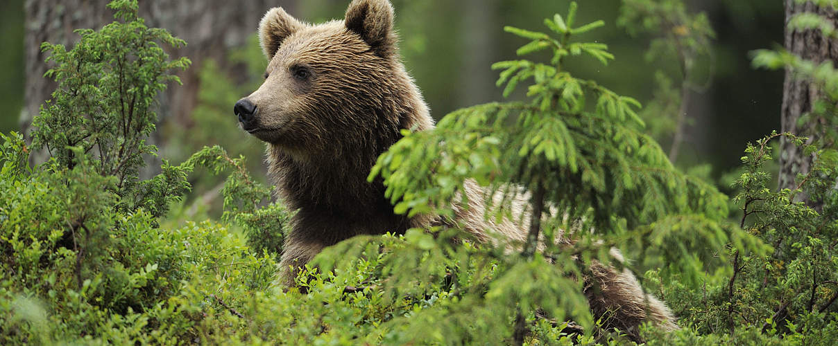 Braunbär im Wald © Wild Wonders of Europe / Staffan Widstrand / WWF