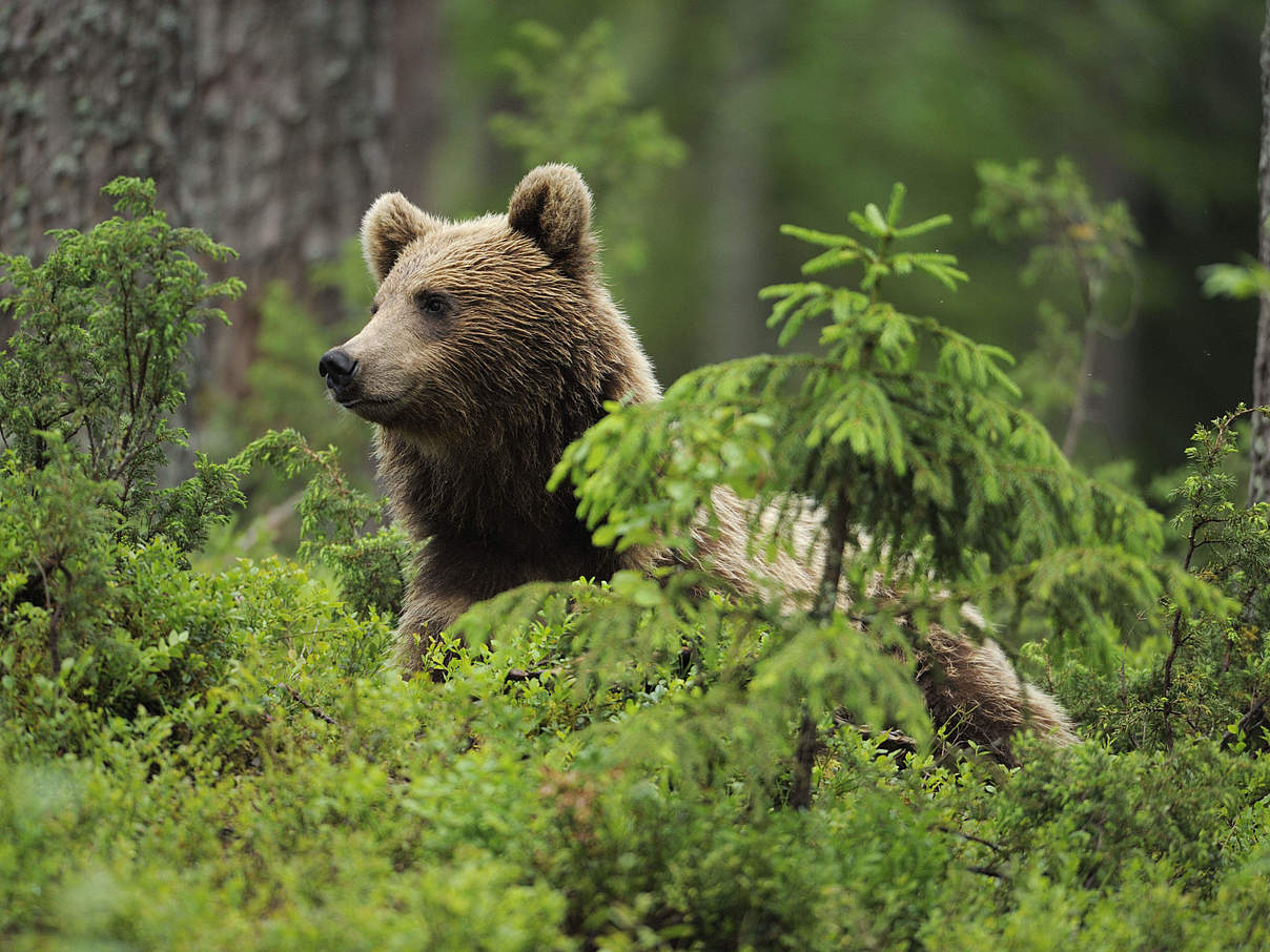 Braunbär im Wald © Wild Wonders of Europe / Staffan Widstrand / WWF