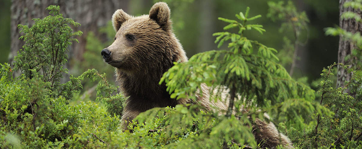 Braunbär im Wald © Wild Wonders of Europe / Staffan Widstrand / WWF
