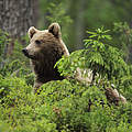 Braunbär im Wald © Wild Wonders of Europe / Staffan Widstrand / WWF
