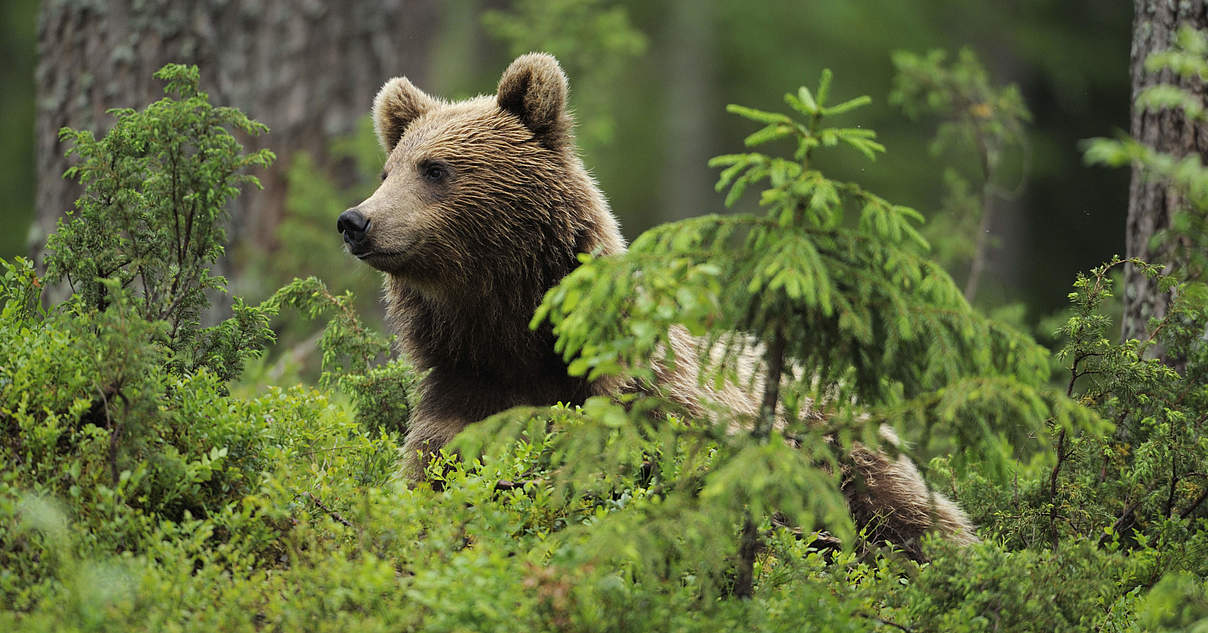 Verbreitung der Braunbären | WWF