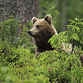 Braunbär im Wald © Wild Wonders of Europe / Staffan Widstrand / WWF