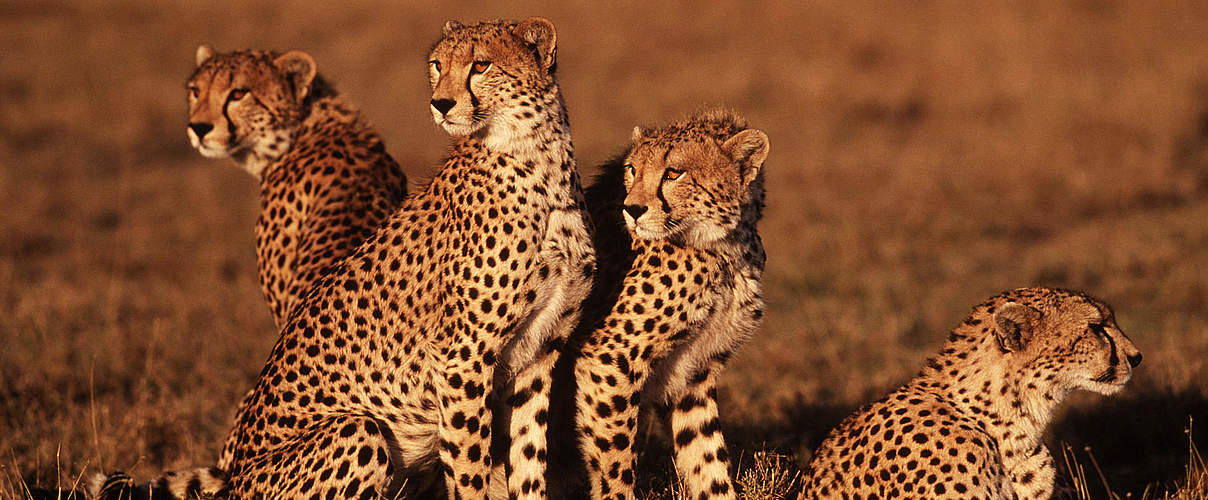 Geparden im Naturschutzgebiet Masai Mara in Kenia © Martin Harvey / WWF