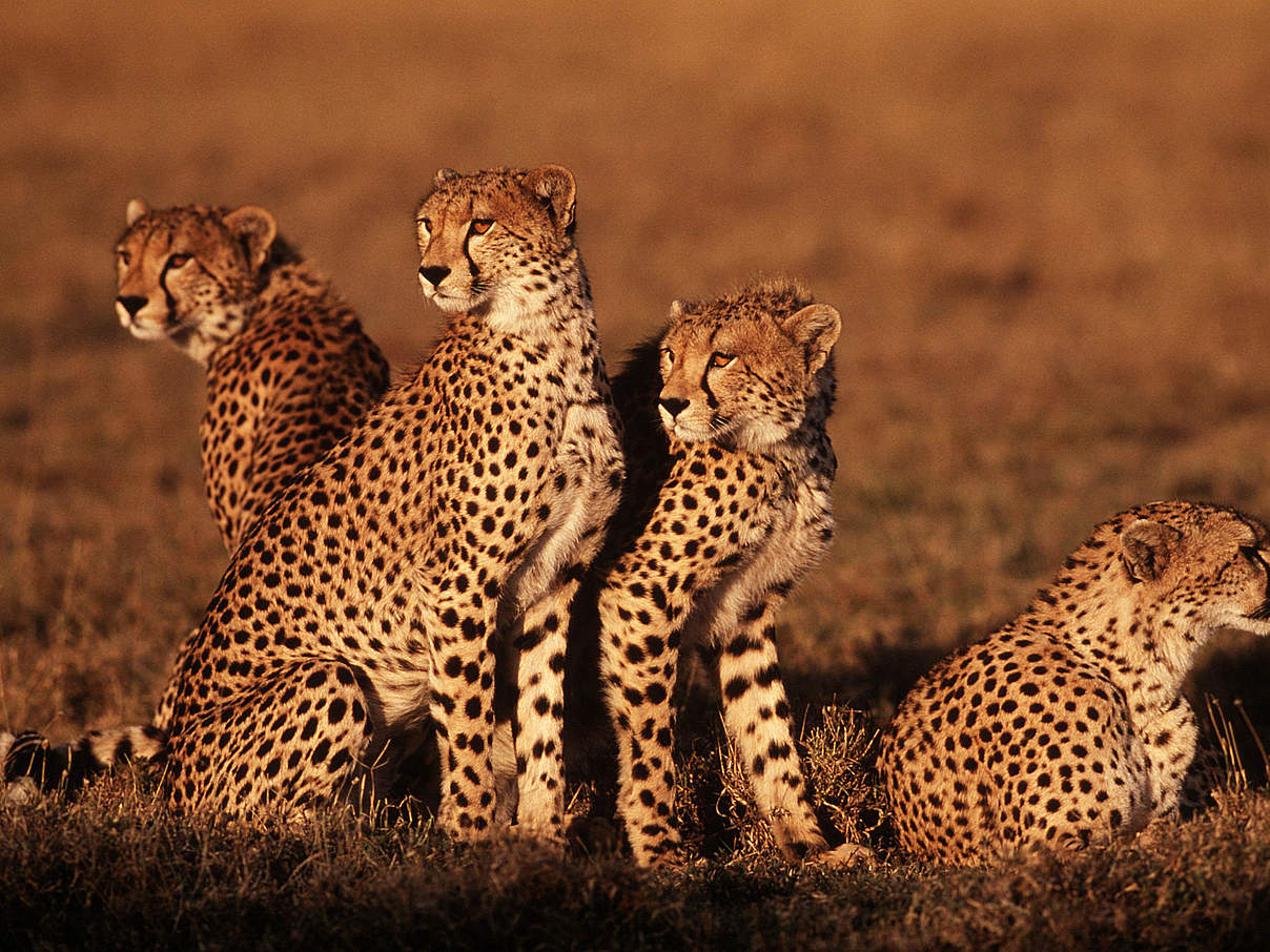 Geparden im Naturschutzgebiet Masai Mara in Kenia © Martin Harvey / WWF