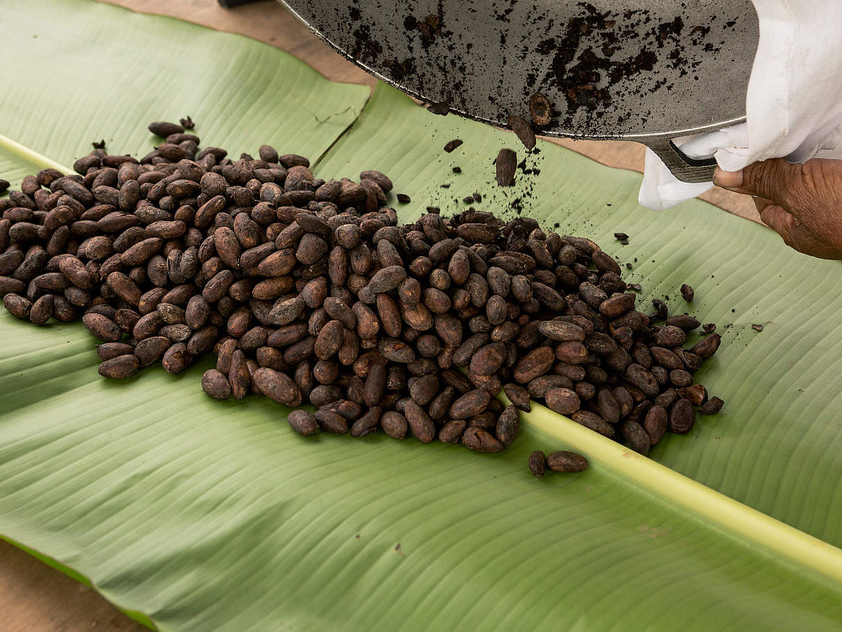Begutachtung der Kakaosamen © Alejandro Janeta / WWF Ecuador