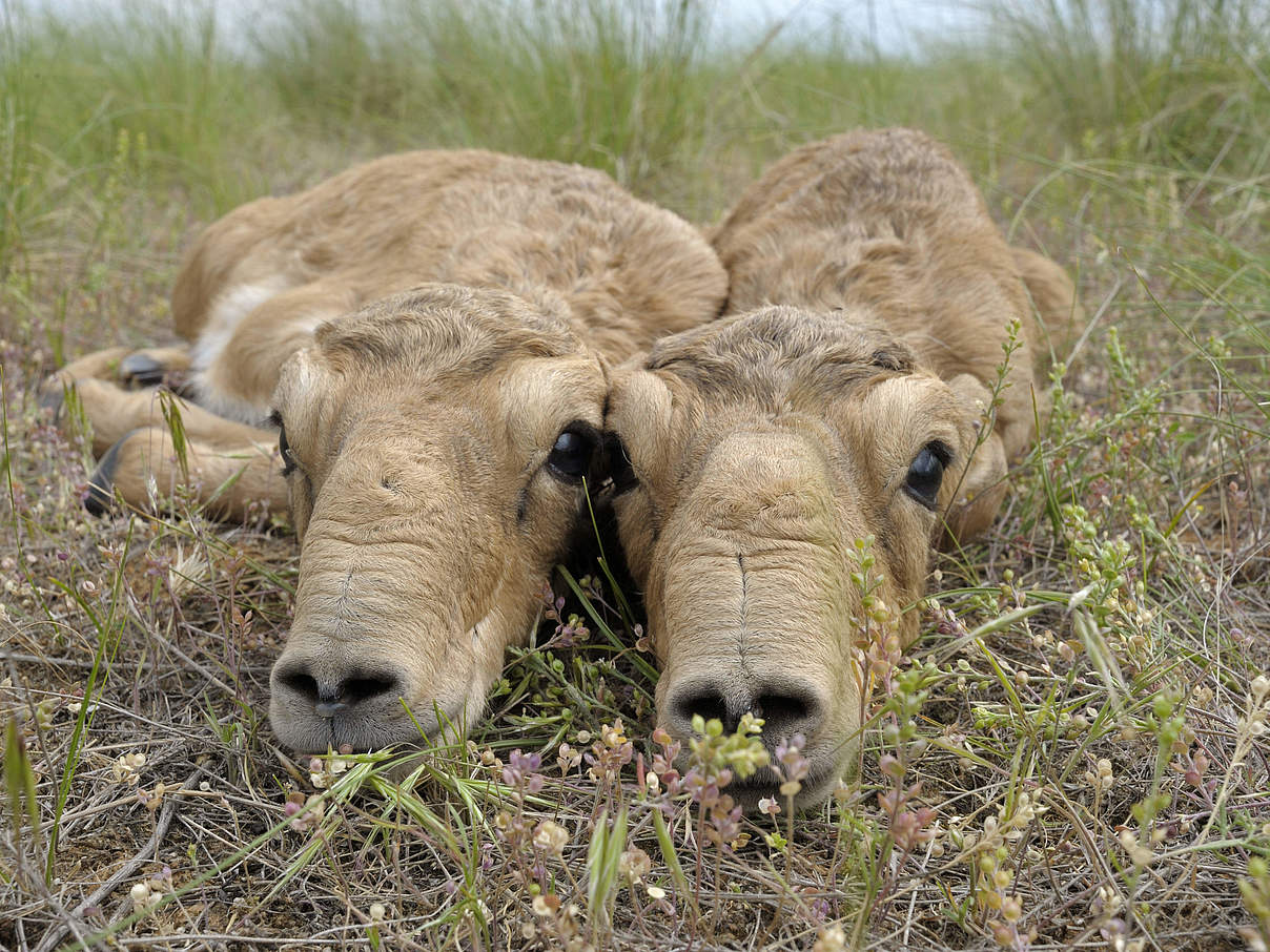 Neugeborene Saiga-Antilopen © Igor Shpilenok / WWF