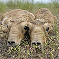 Neugeborene Saiga-Antilopen © Igor Shpilenok / WWF