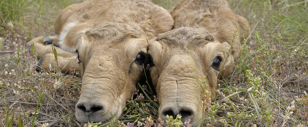 Neugeborene Saiga-Antilopen © Igor Shpilenok / WWF