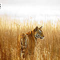 Hintergrundbild zu Ihrer Tiger-Patenschaft © Vijay Nagarajan / WWF-US
