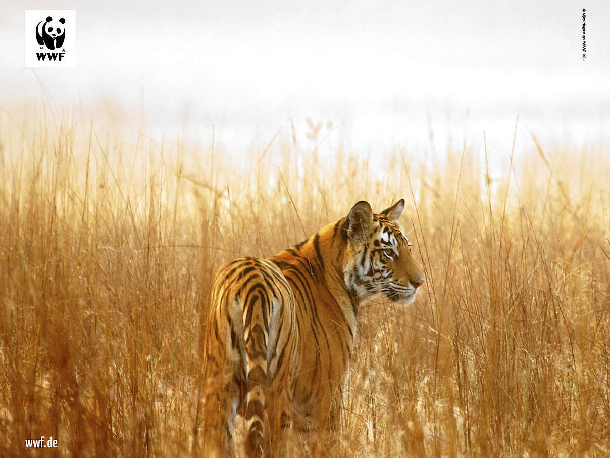 Hintergrundbild zu Ihrer Tiger-Patenschaft © Vijay Nagarajan / WWF-US