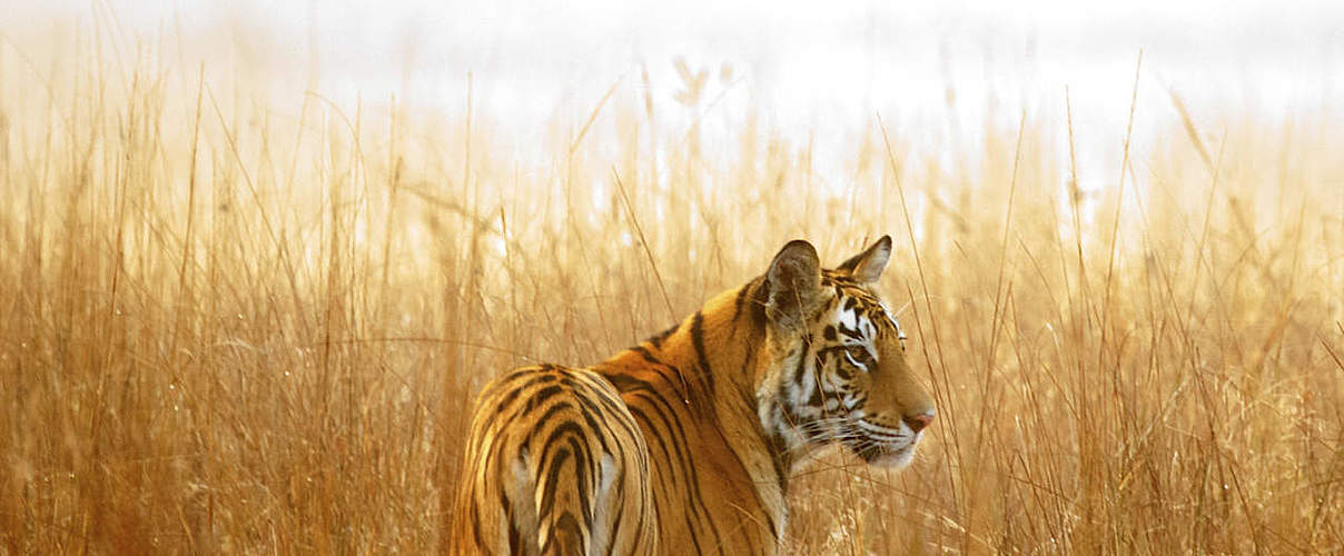 Hintergrundbild zu Ihrer Tiger-Patenschaft © Vijay Nagarajan / WWF-US