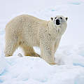 Eisbär Ursus maritimus © Sindre Kinneroed / WWF