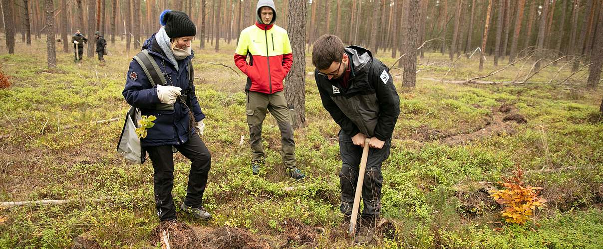 Mitarbeiter:innen pflanzen Bäume in Barsdorf im November 2022 © Kathrin Tschirner / WWF