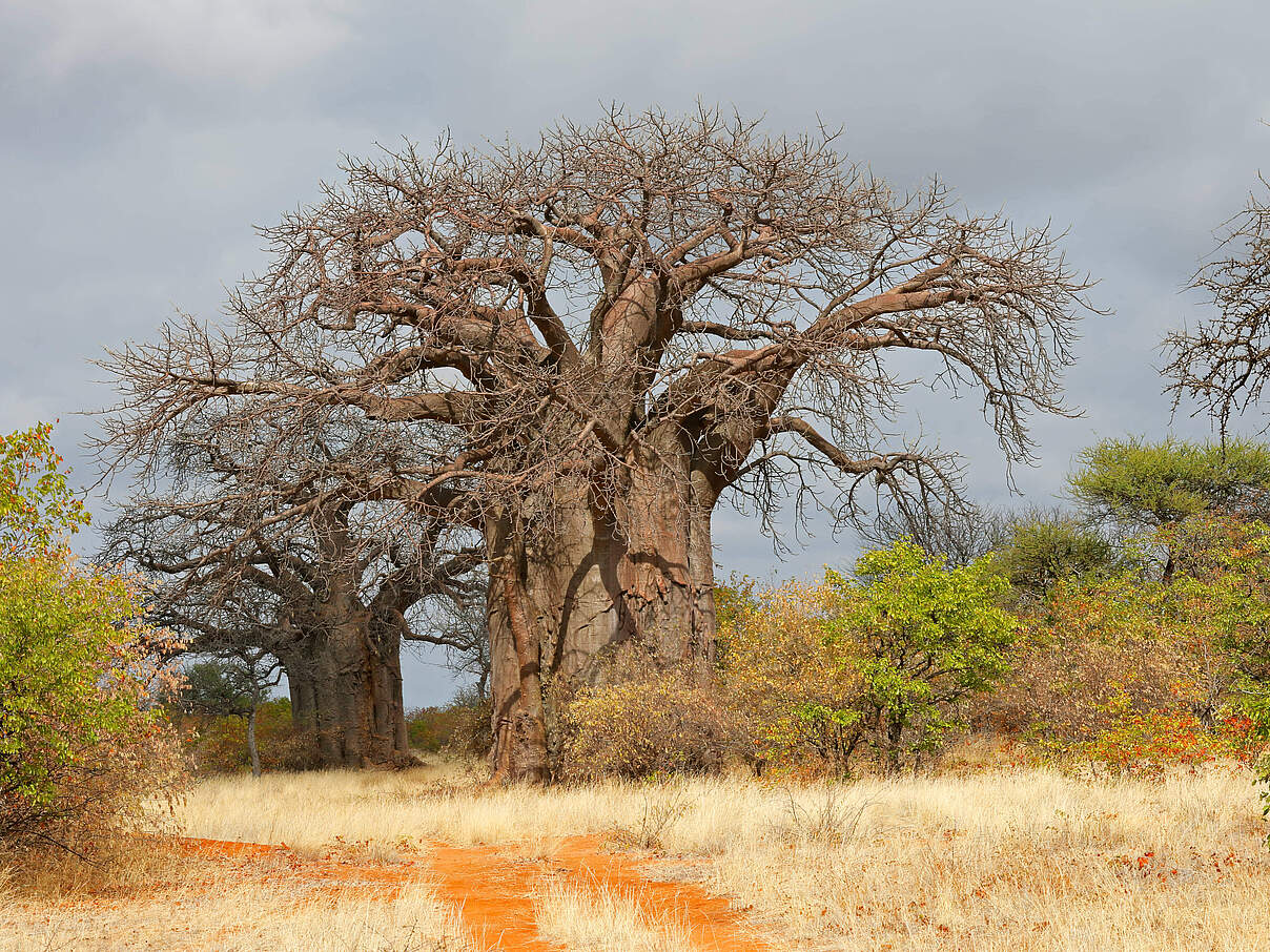 Ein mächtiger Baobab-Baum in der Savanne © IMAGO / Zoonar
