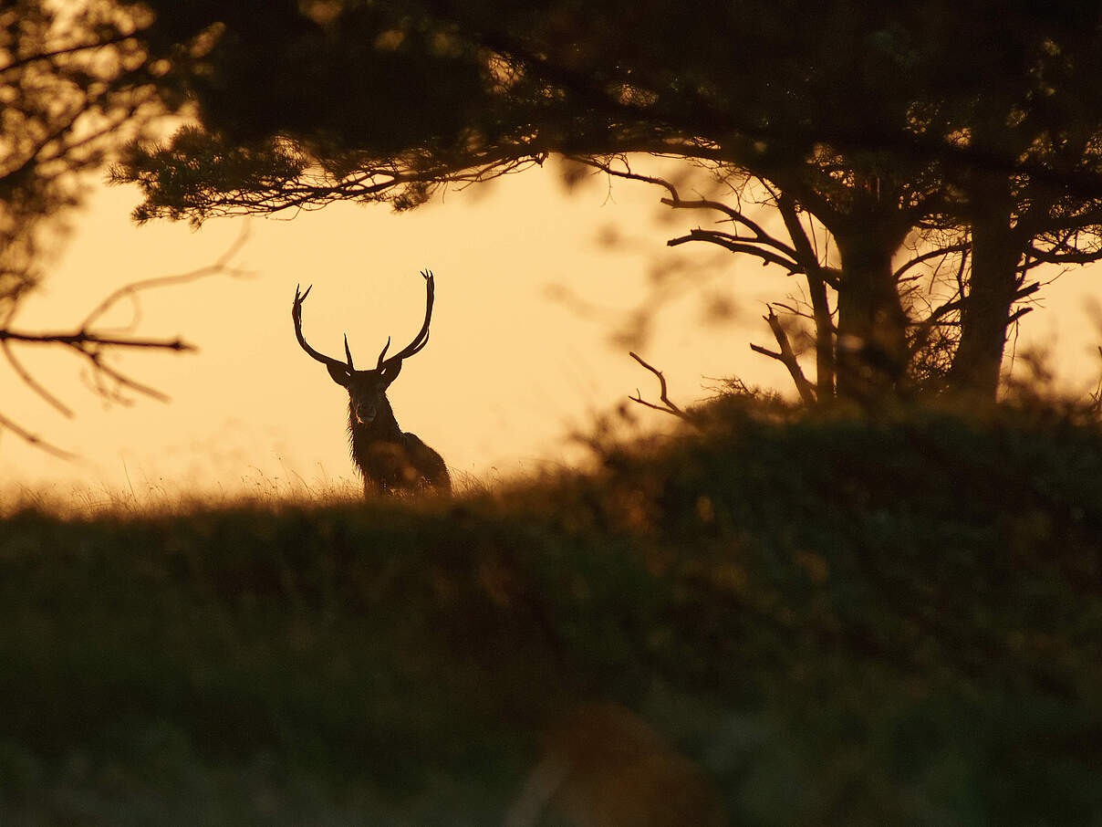 Ein Rothirsch im Schatten 