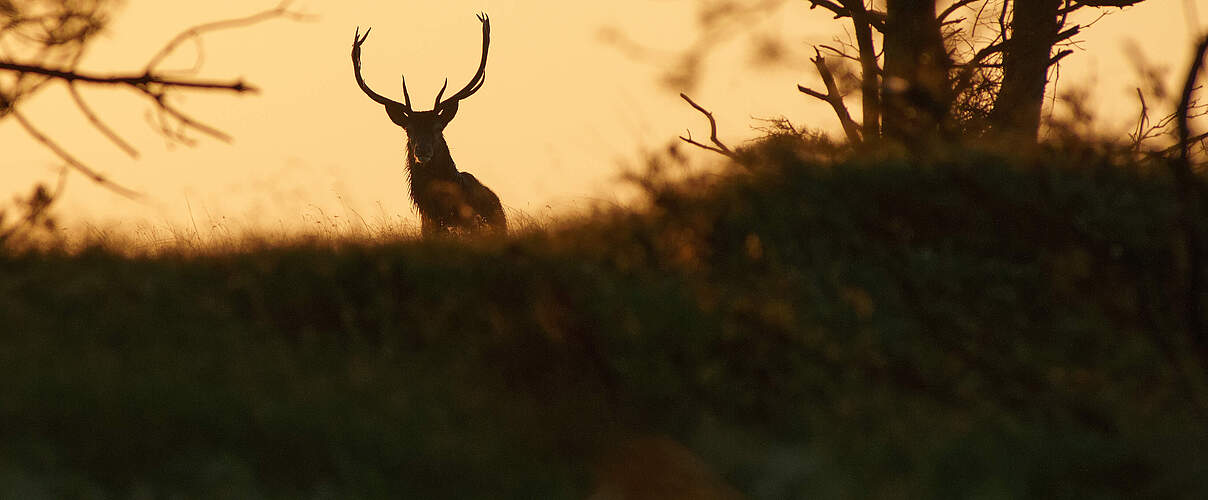 Ein Rothirsch im Schatten 