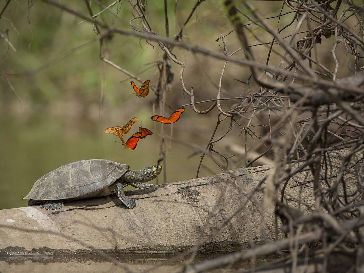 Terekay-Schienenschildkröte © Day's Edge Productions / WWF-US