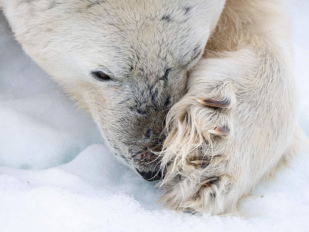Eisbären haben scharfe Krallen © Richard Barrett / WWF-UK